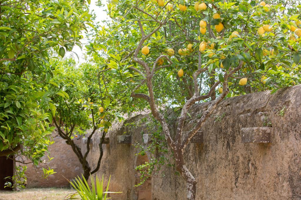 Es Pla De Llodra Bauernhof Manacor (Mallorca)