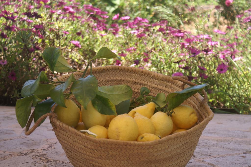 Es Pla De Llodra Bauernhof Manacor (Mallorca)